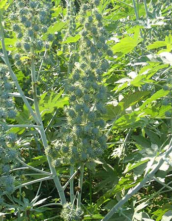 High Yield Hybrid Castor Seeds | Drought Resistant & High Production ...