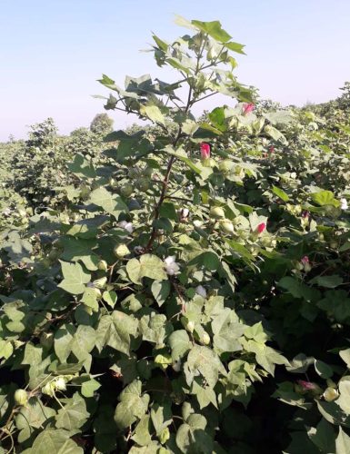 Cotton Raj 755 (2)